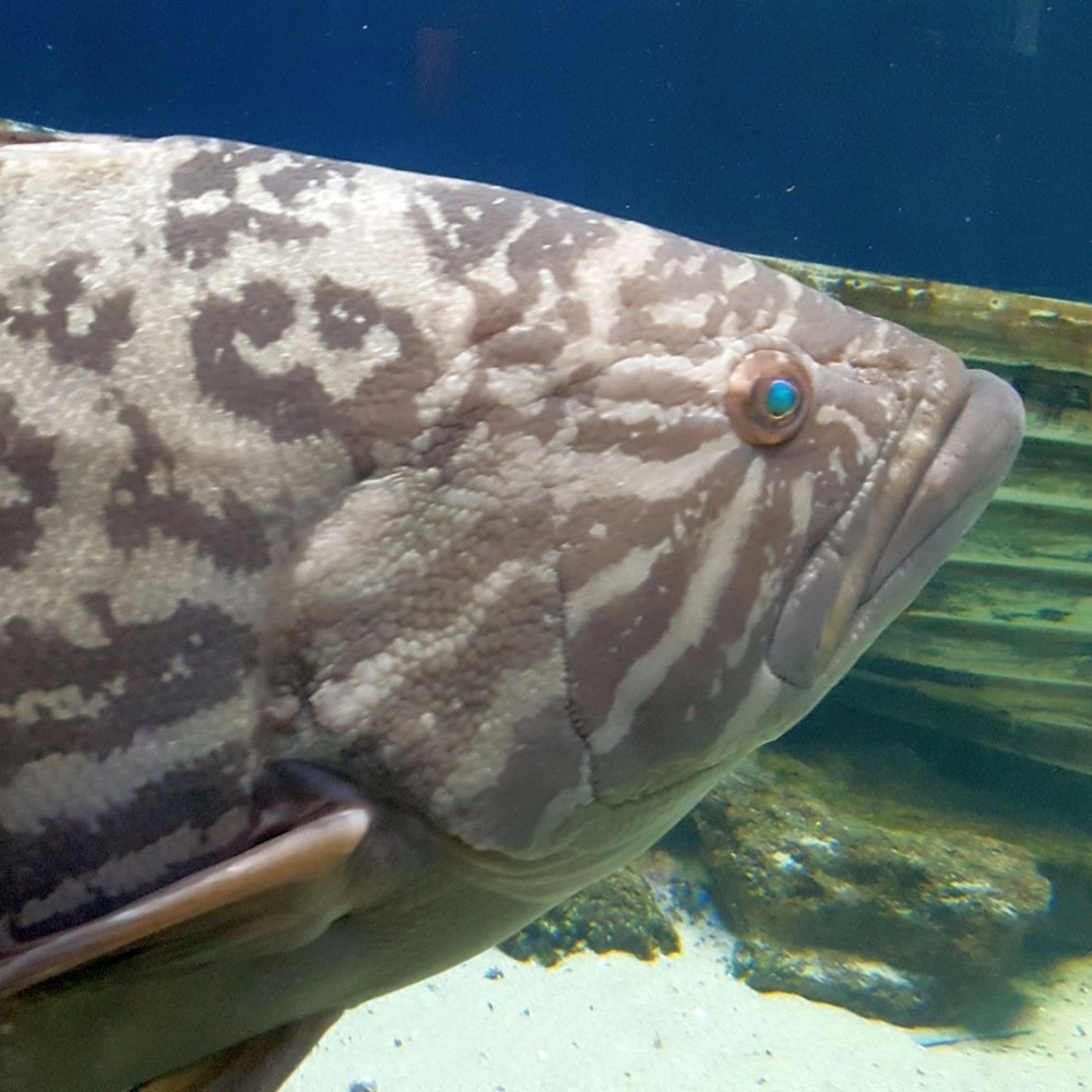 Blue Eyed Fish ~ 8" X 10" Photography